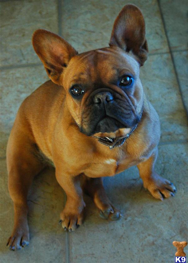 French Bulldog Puppies